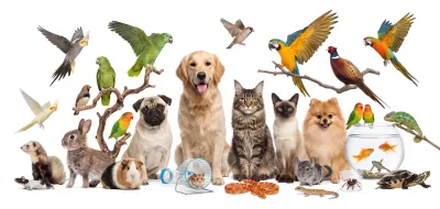 Masal Petshop İncirliova Kapak